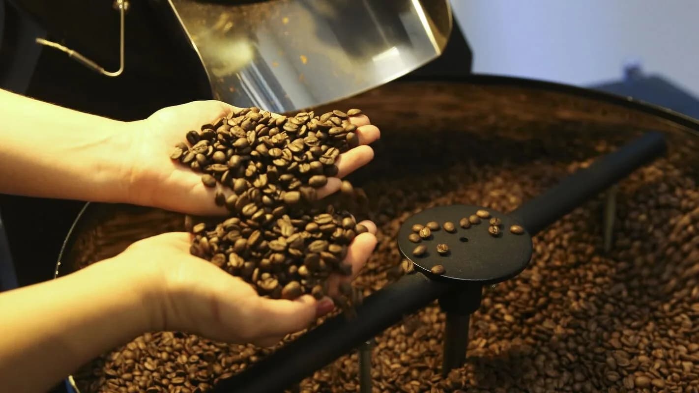Mãos seguram grãos de café torrado sobre torrador industrial