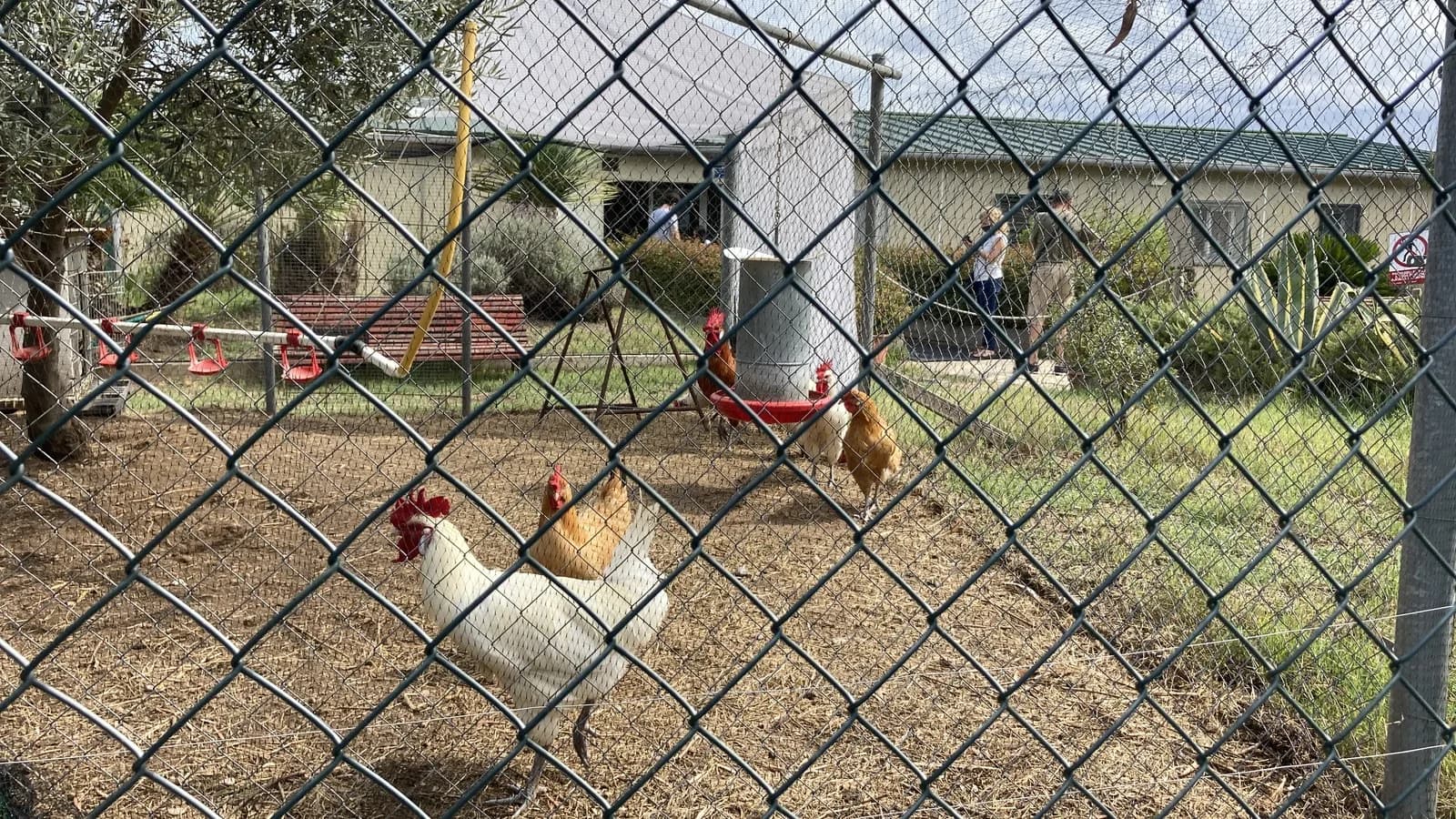 Galinhas em granja avícola cercada por tela