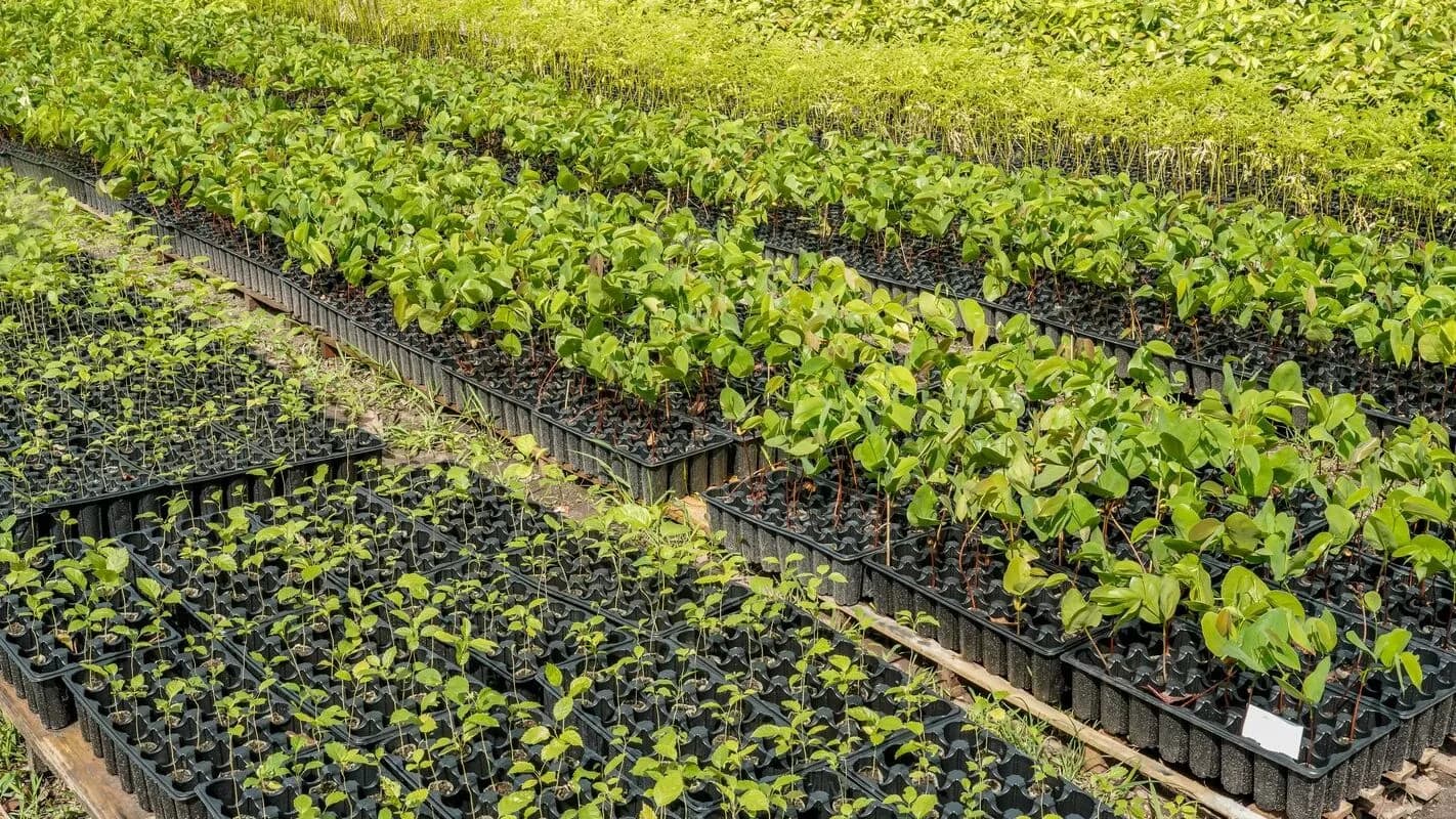 Mudas de espécies nativas da Amazônia em viveiro florestal no Pará (foto de arquivo).