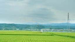 Drone agrícola pulverizando plantação de arroz em campo