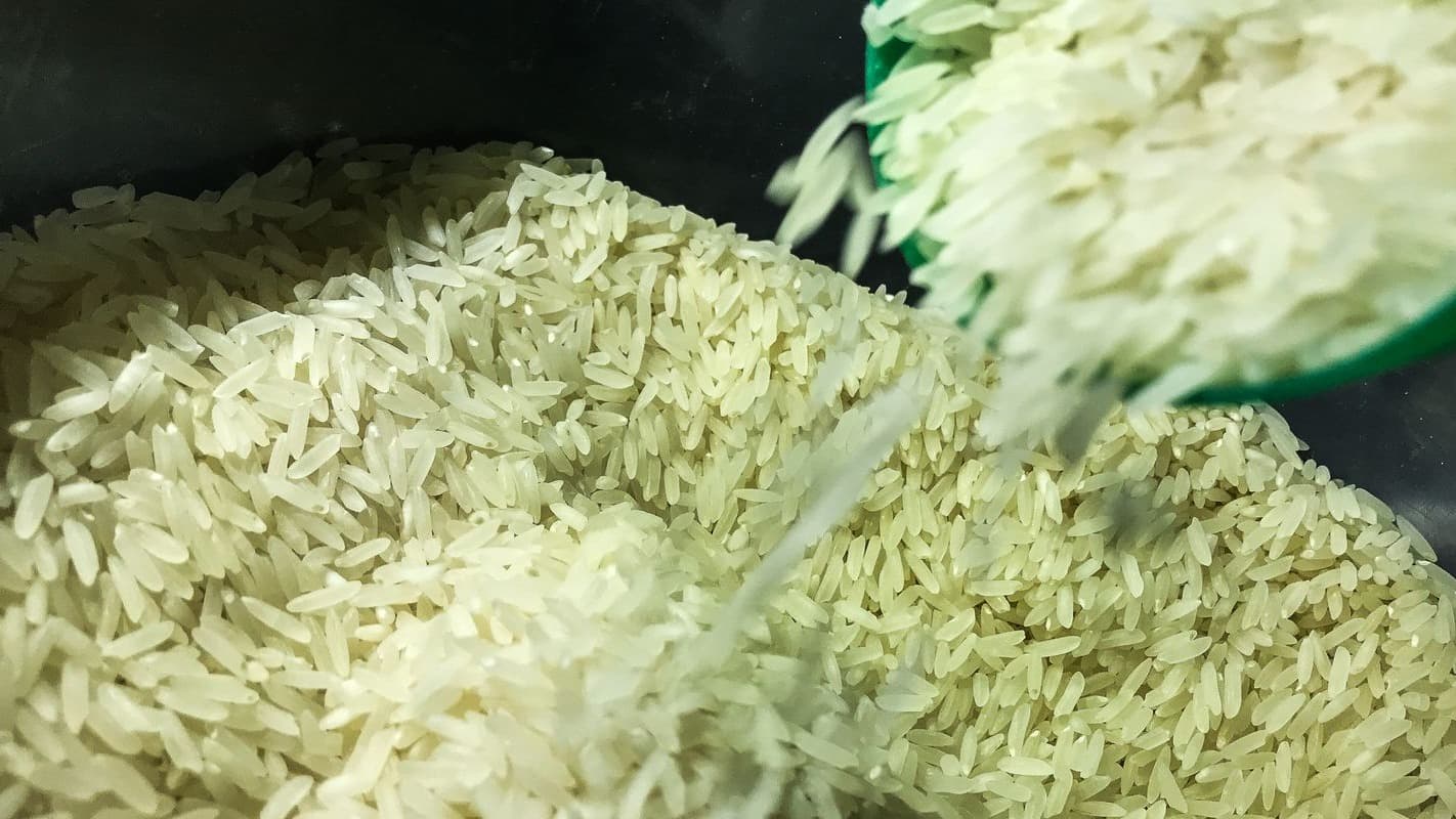 Arroz em casca sendo despejado em recipiente
