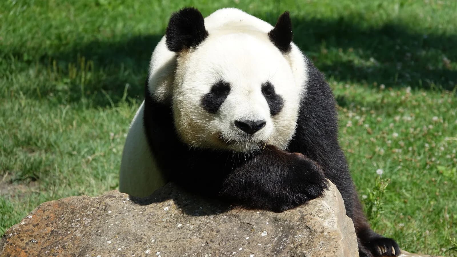 Panda-gigante (Ailuropoda melanoleuca) em zoológico, foto de arquivo