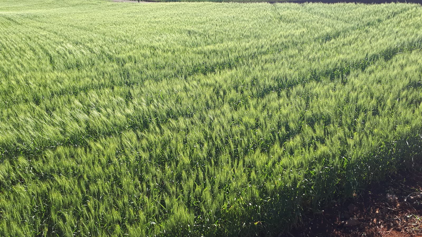 Plantação de trigo verde em campo aberto no Sul do Brasil