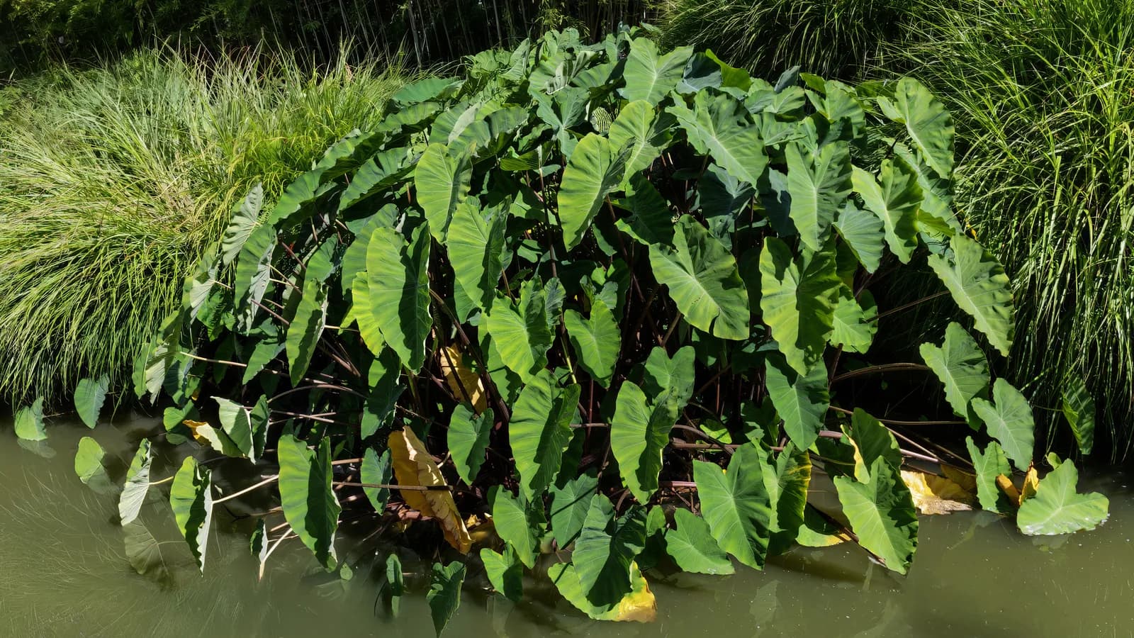 Plantação de inhame (Colocasia esculenta) às margens de um curso de água