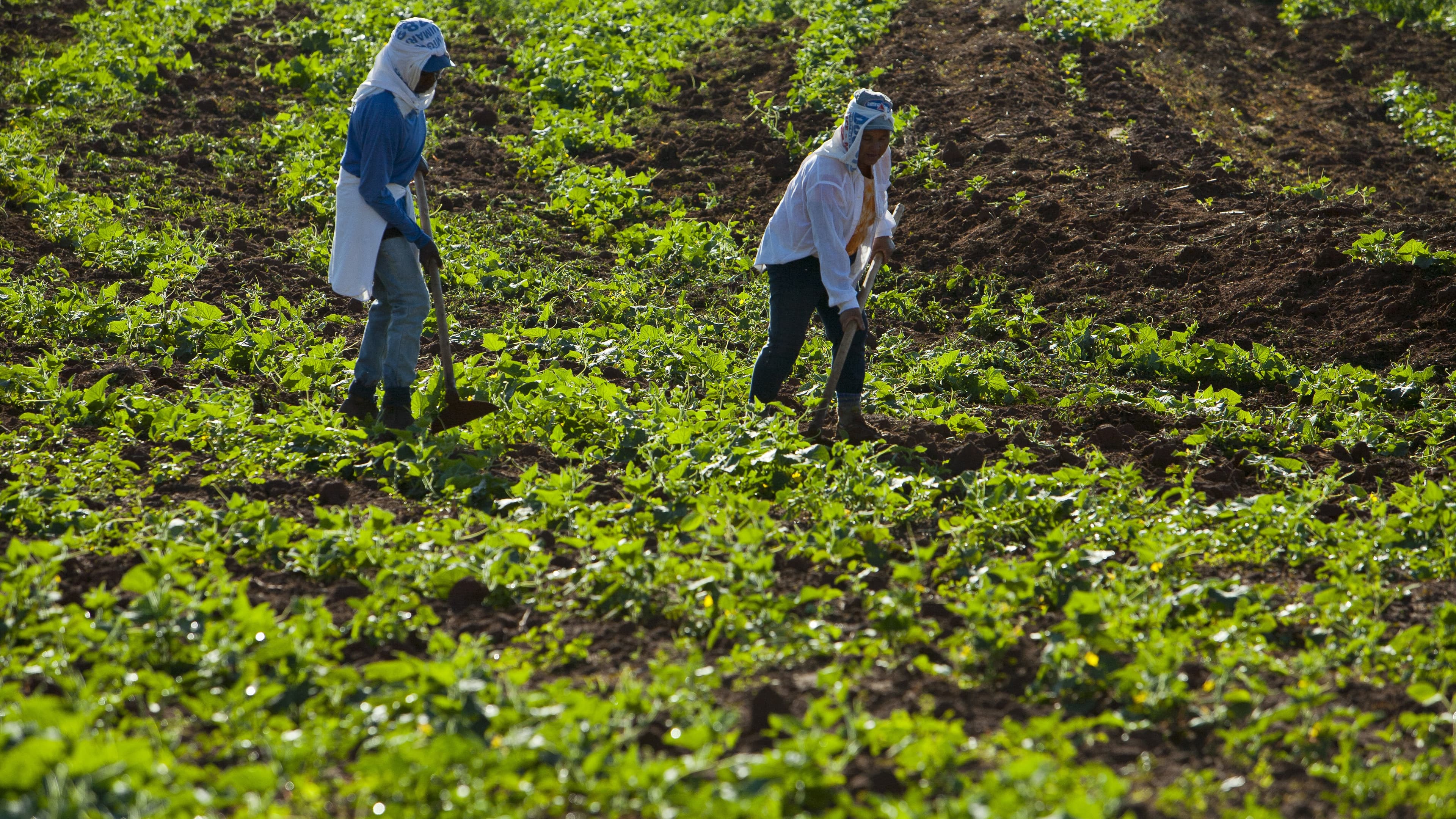 Dois trabalhadores rurais capinam uma plantação com enxadas em dia de sol