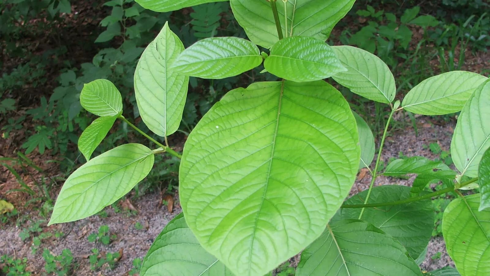 Folhas da planta Mitragyna speciosa, o kratom