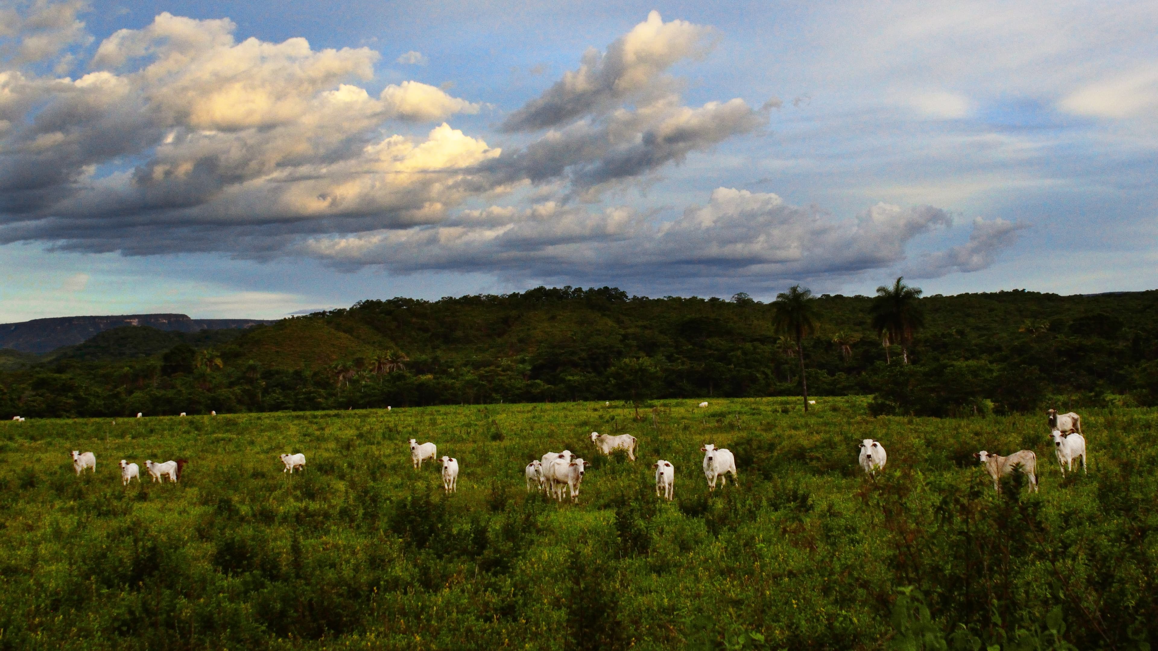 Rebanho de gado Nelore em pasto no interior de Goiás, foto de arquivo