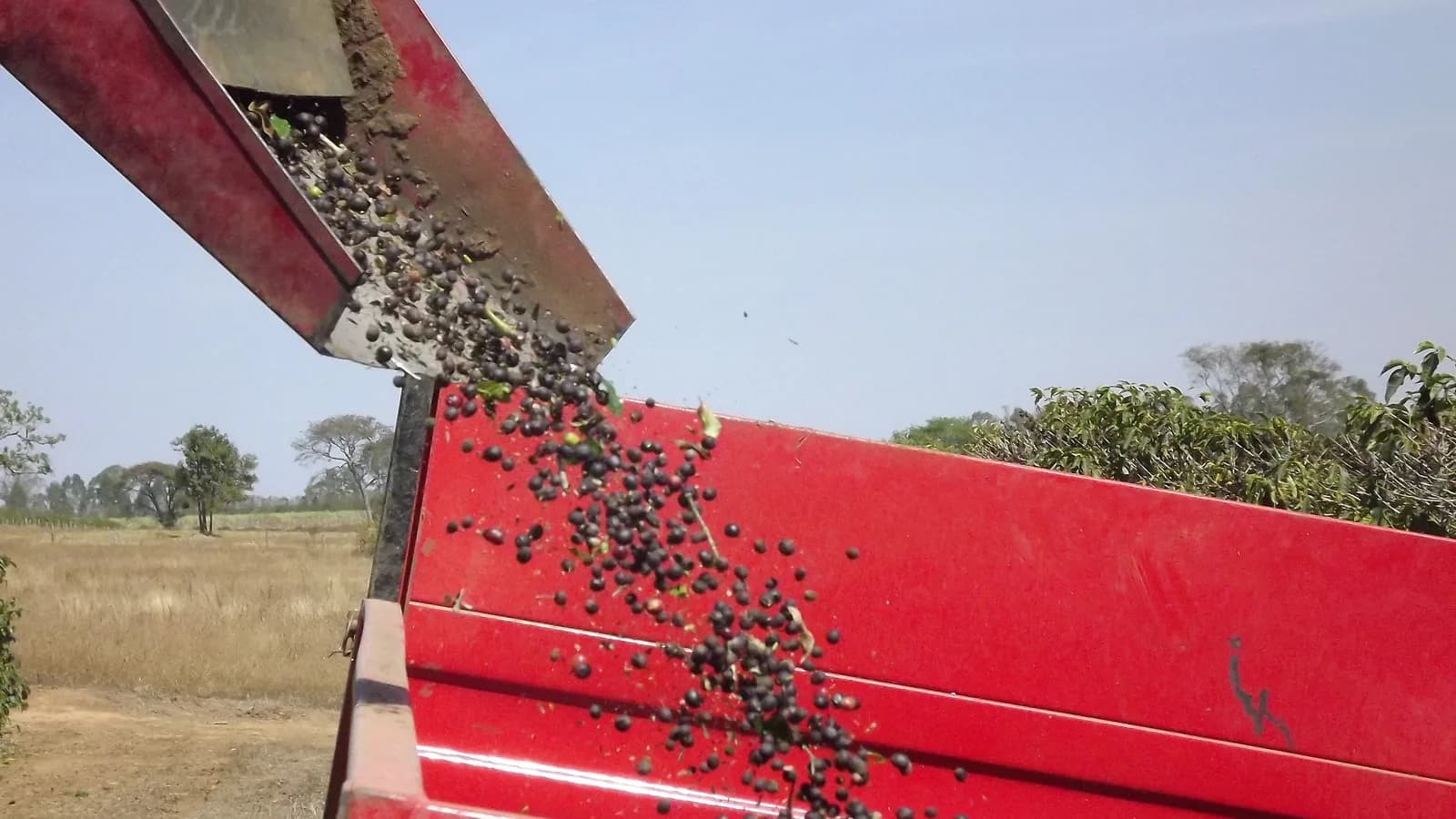 Colheita mecanizada de café despeja grãos em caçamba de caminhão no Cerrado mineiro