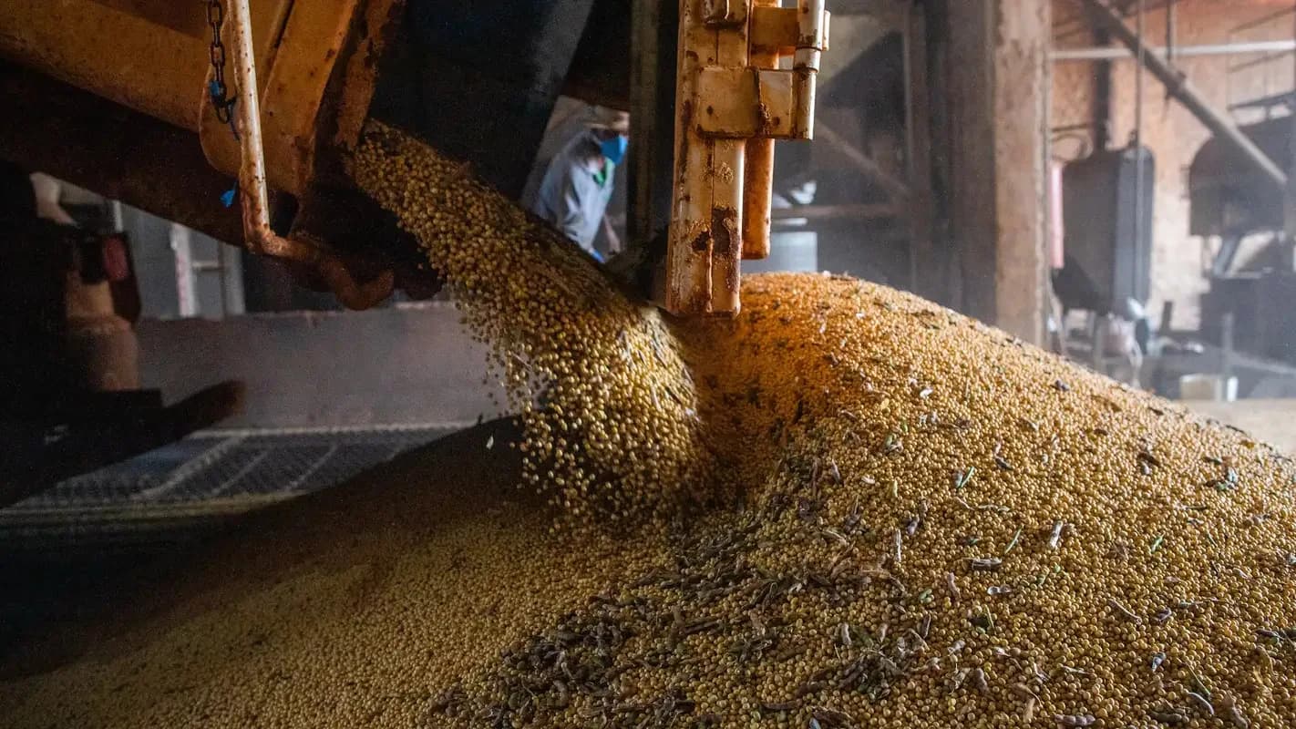 Grãos de soja sendo despejados em silo durante beneficiamento, com trabalhador ao fundo