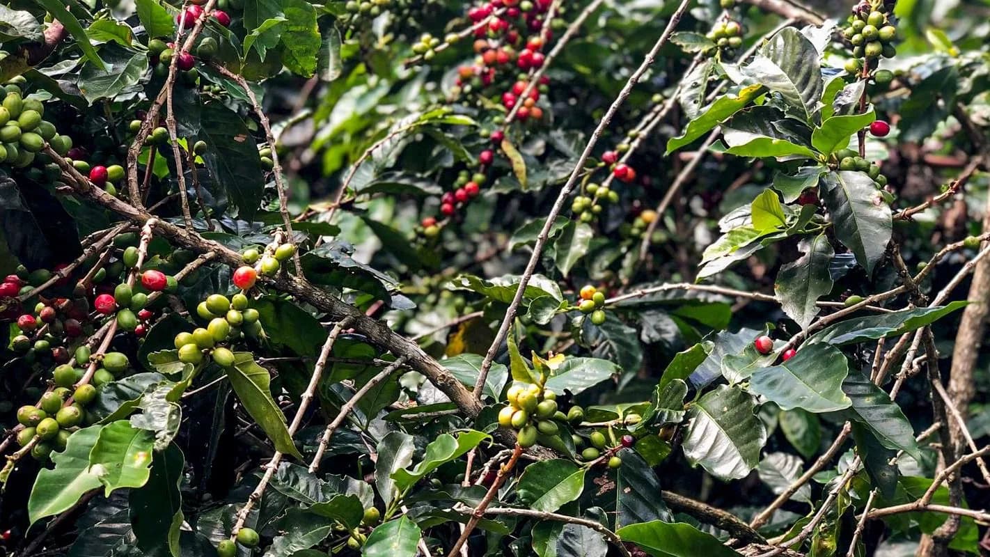 Ramos de café com frutos verdes e maduros em lavoura brasileira